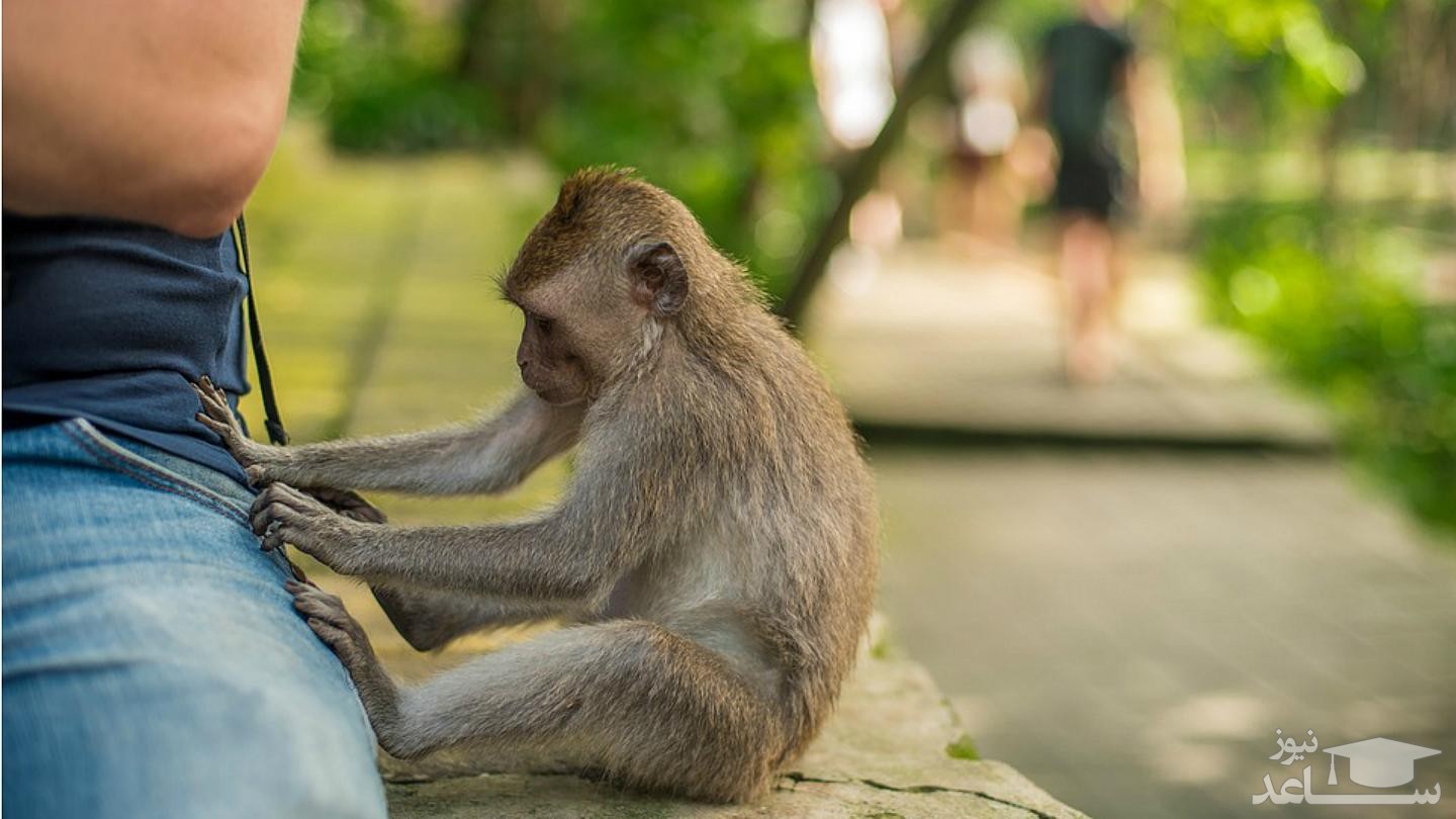 میمون‌های اندونزی به سارقان حرفه‌ای تبدیل شده‌اند