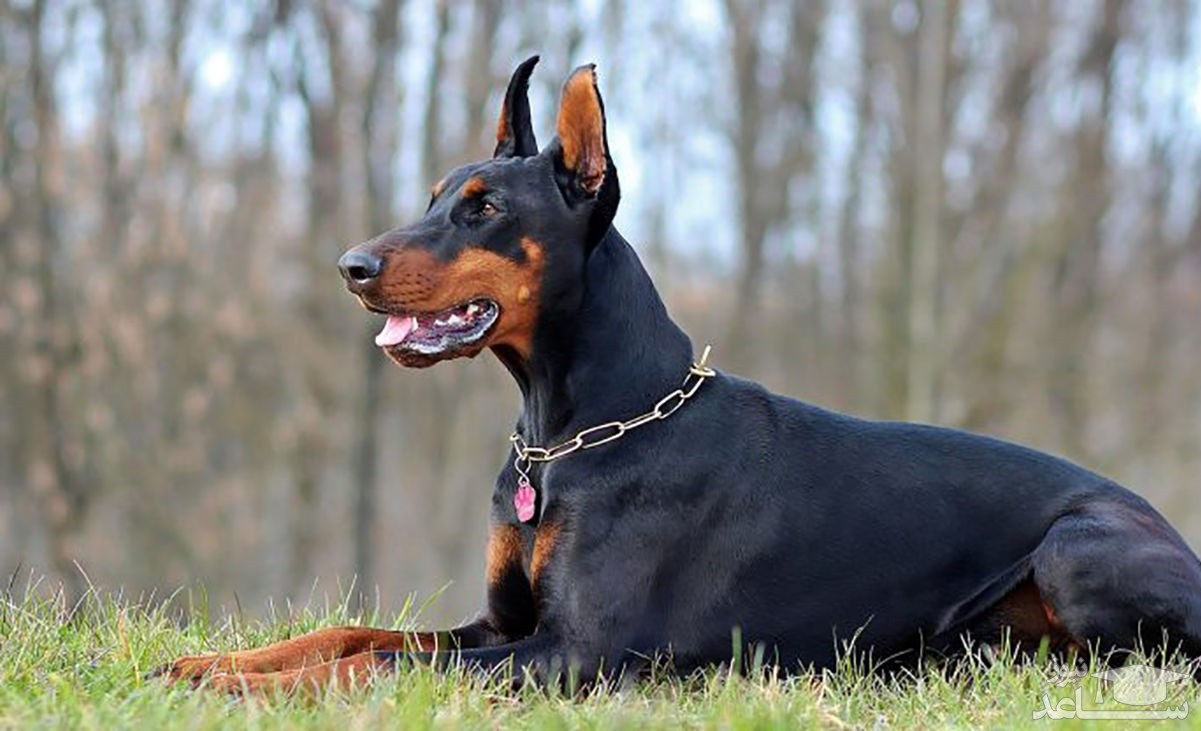 حاشیه انتشار عکس ازدواج دختر جوان با یک سگ!