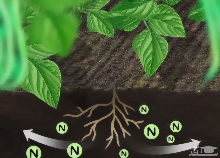 پوستر نیتروژن گیاه