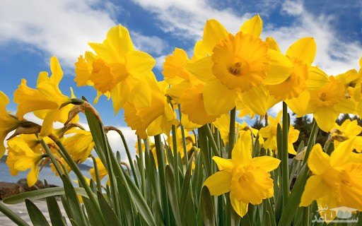  گل هیمنوکالیس