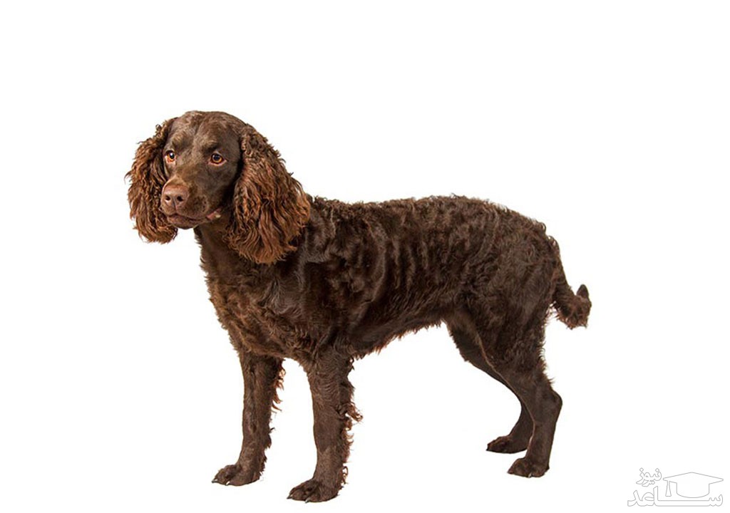 آشنایی با سگ نژاد آمریکن واتر اسپانیل (American Water Spaniel)