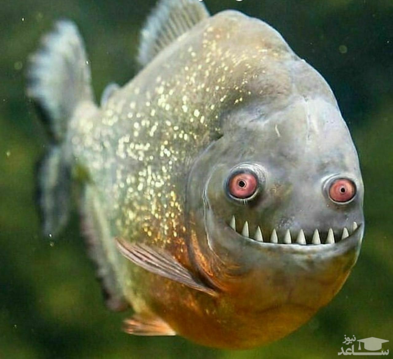 ماهی نادری که تمام دانسته‌های دانشمندان را برهم زد