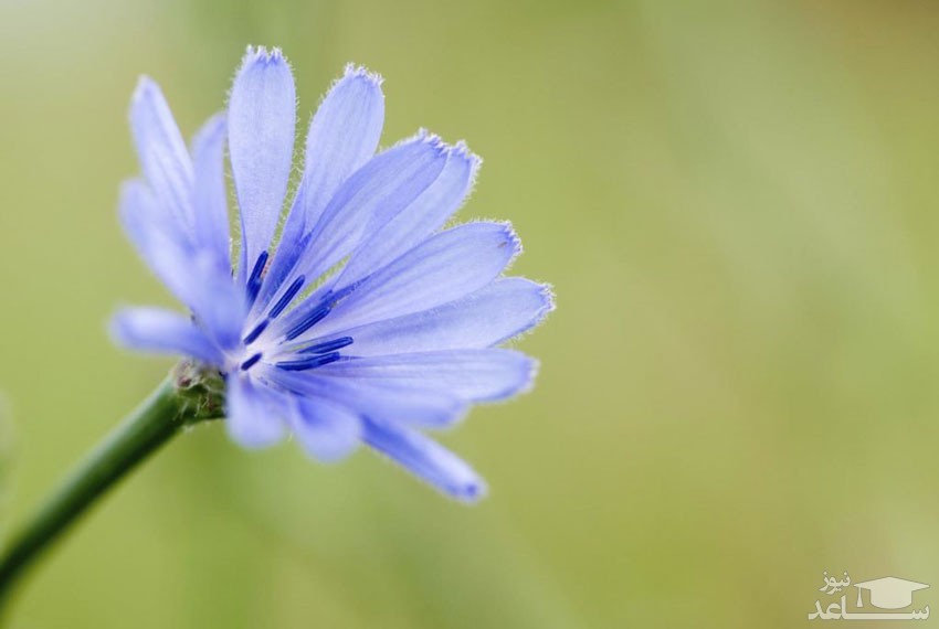 با فواید و مضرات کاسنی بیشتر آشنا شوید