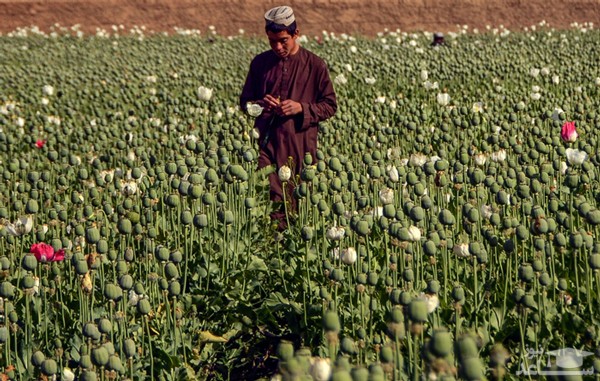 مزرعه کشت خشخاش در قندهار افغانستان/ خبرگزاری فرانسه