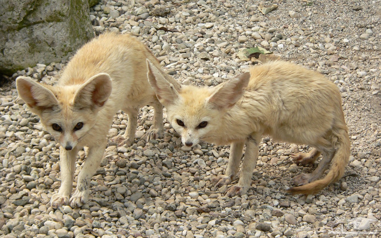 نحوه نگهداری از روباه صحرا یا روباه فنک به عنوان حیوان خانگی