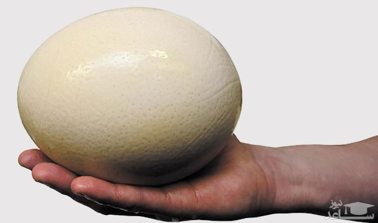 خواص شگفت انگیز تخم شترمرغ برای سلامتی