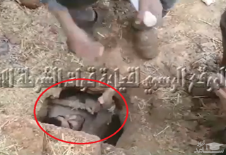 (فیلم) لحظه لو رفتن داعشی که مدت‌ها مخفیانه زیر خاک زندگی می‌کرد