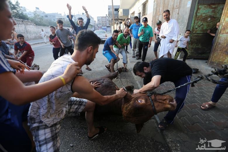 قربانی کردن یک گاو به مناسبت عید قربان در نوار غزه/ رویترز