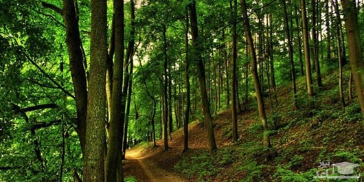 دانلود سوالات و کلید آزمون دکتری رشته علوم و مهندسی جنگل - مدیریت جنگل سال 98