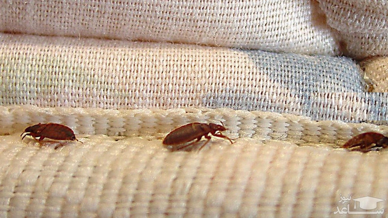 چگونه سه سوته حشرات موذی رختخواب را دفع کنیم؟
