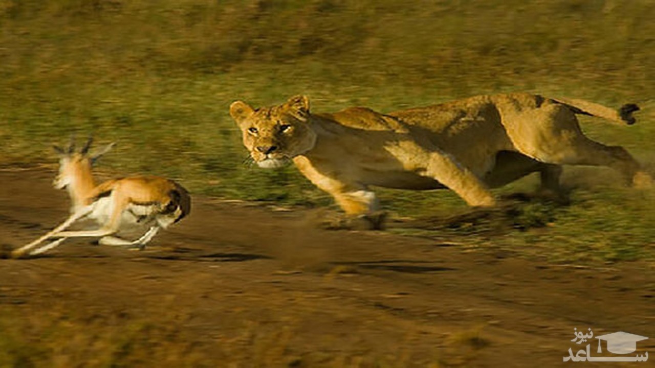 (فیلم) غزال تیز پا، شیر شکارچی را فریب داد