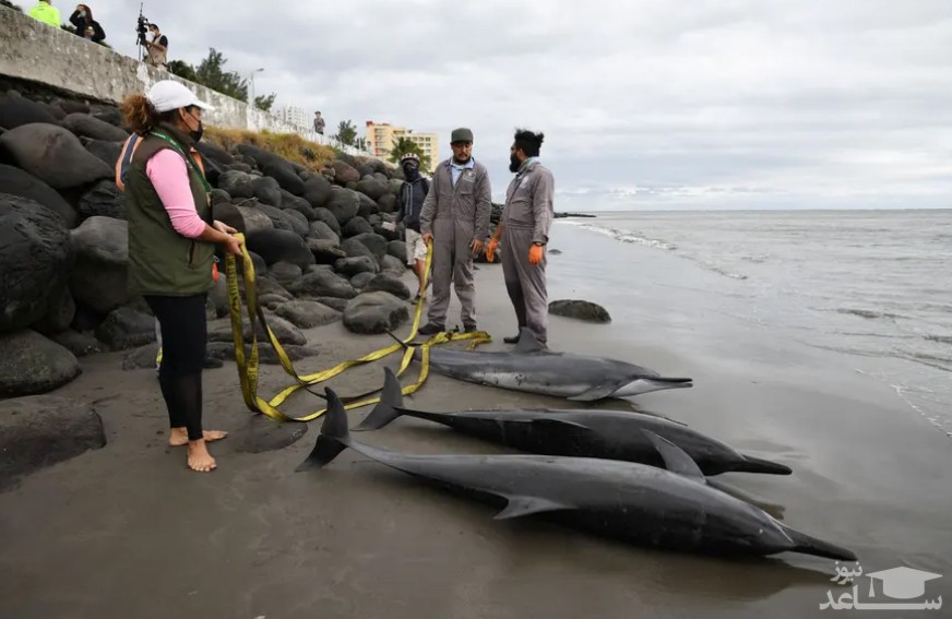 تلف شدن سه دلفین در سواحل مکزیک/ زیست‌شناسان معتقدند که علت این واقعه سردی و تغییر دمای ناگهانی بوده که باعث سردرگمی دلفین ها شده است./ رویترز