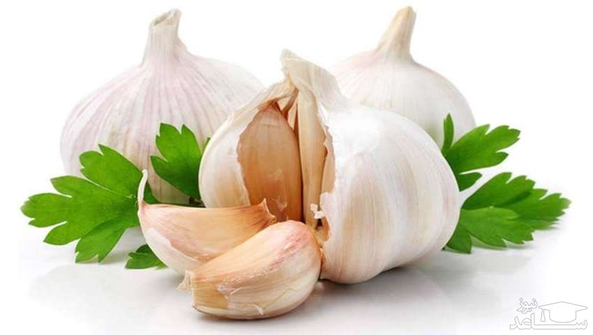 آیا خوردن سیر باعث پیشگیری ابتلا به کرونا می شود؟