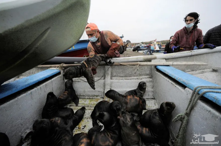 نیروهای داوطلب طرفدار محیط زیست پرو در حال نجات توله‌ شیرهای دریایی پس از سقوط آنها به اقیانوس از پناهگاه گله‌ای شان در ساحل/ رویترز