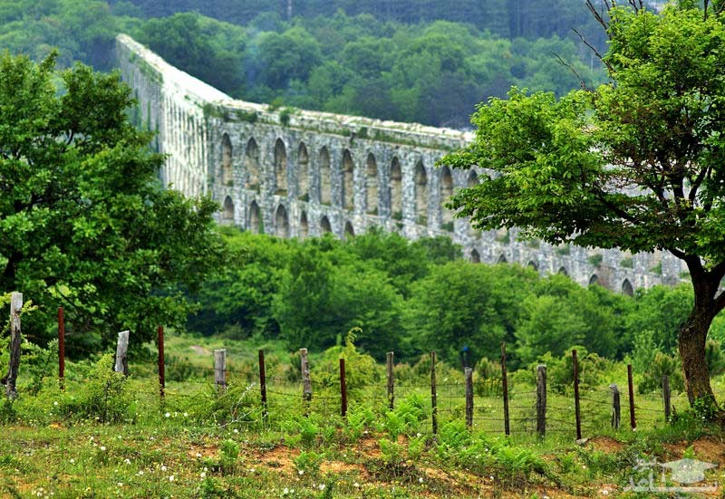 جنگل بلگراد