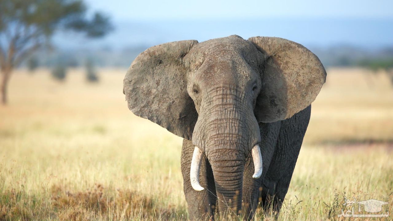 وقتی فیل‌ها ماسک هدیه می‌دهند!