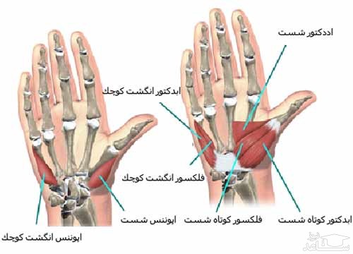 آناتومی دست