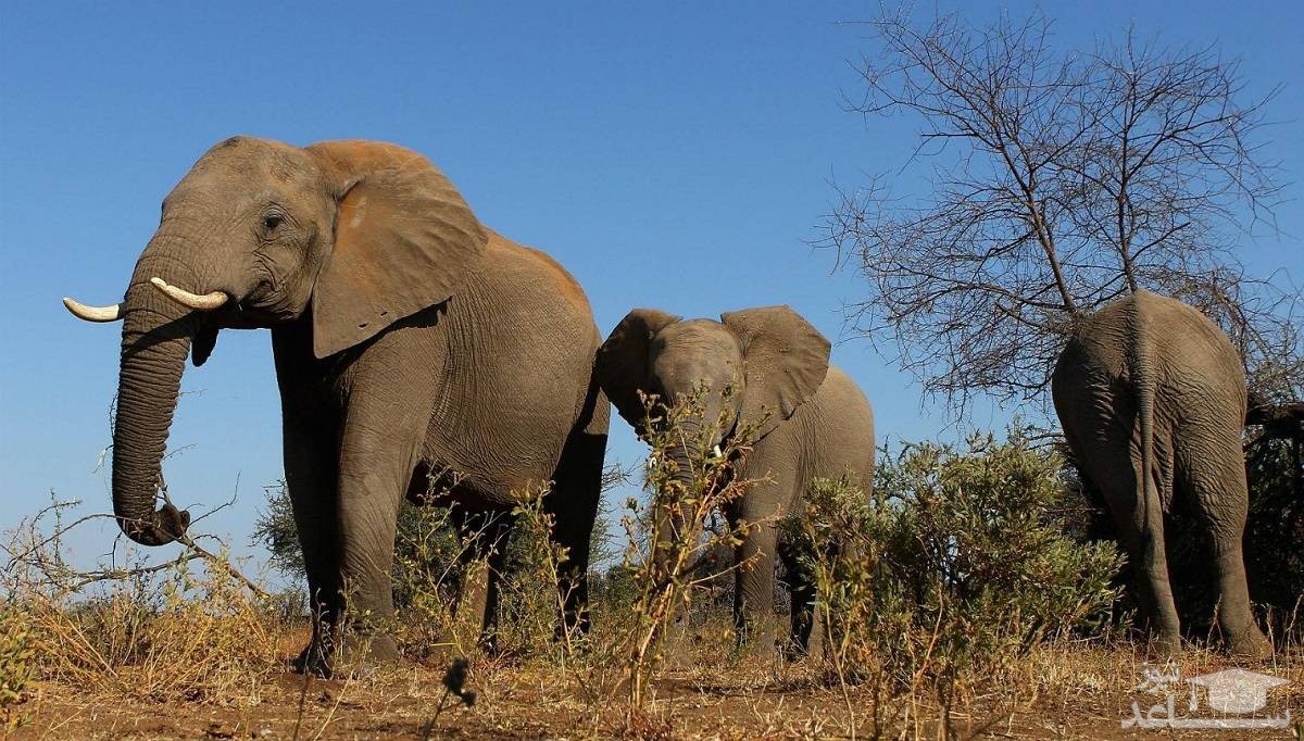 عکسی از گله فیل ها در کنیا