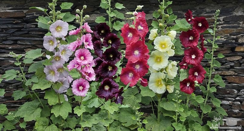 خواص ختمی و نحوه مصرف آن