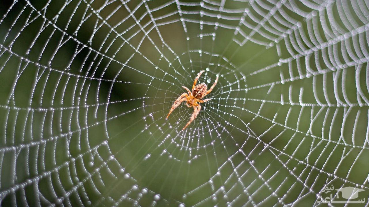 تصویری شگفت‌انگیز از عنکبوت پرنده