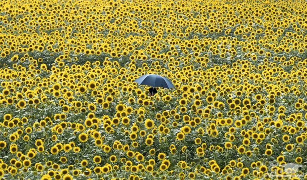 تصویر