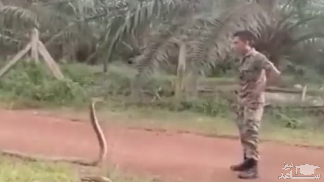 (فیلم) روش عجیب یک سرباز برای گرفتن مار کبری
