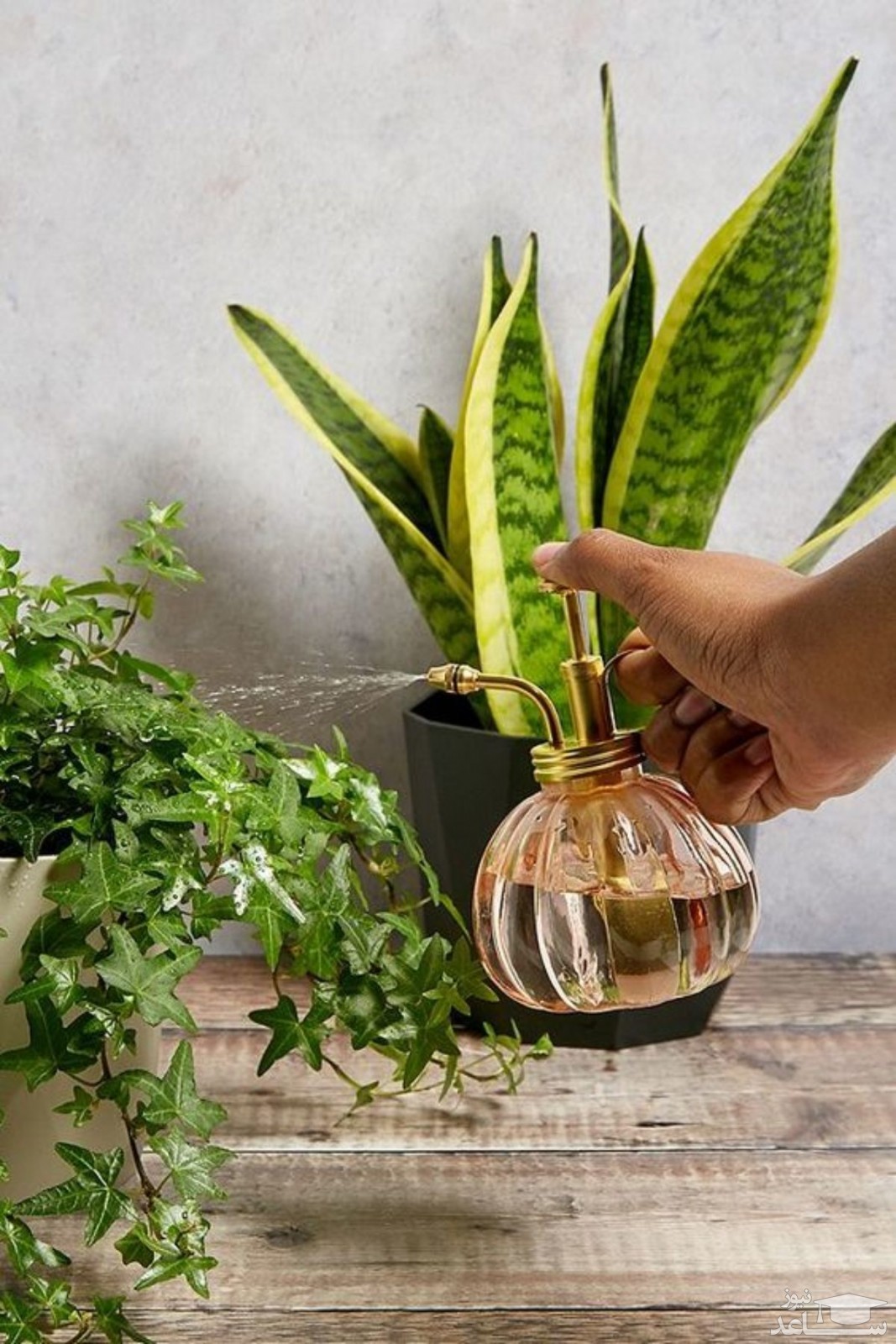 نقش دارچین در آفت زدایی و پرورش گیاهان