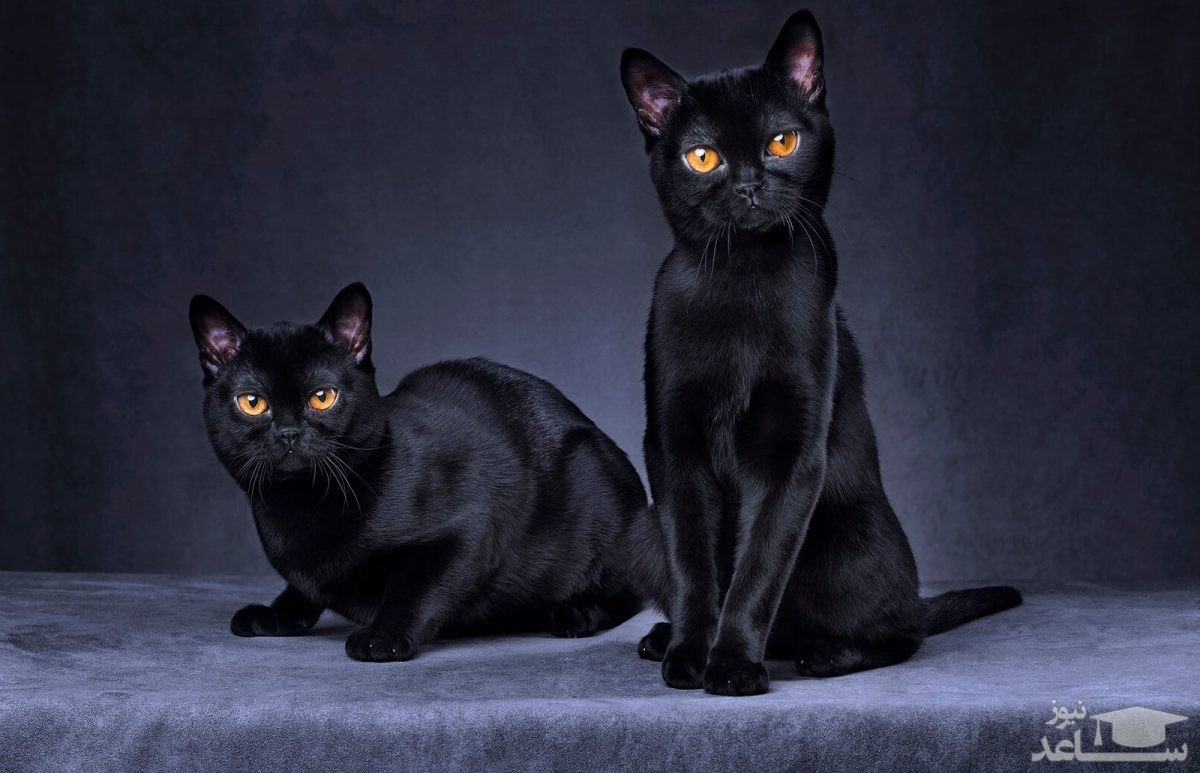 گربه سیاه محبوب