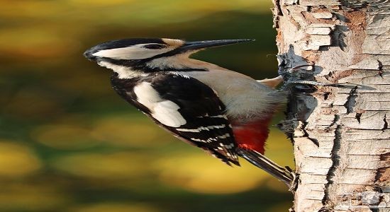 دانلود آهنگ دارکوب برای کودکان از افکت صوتی انسان و موجودات زنده