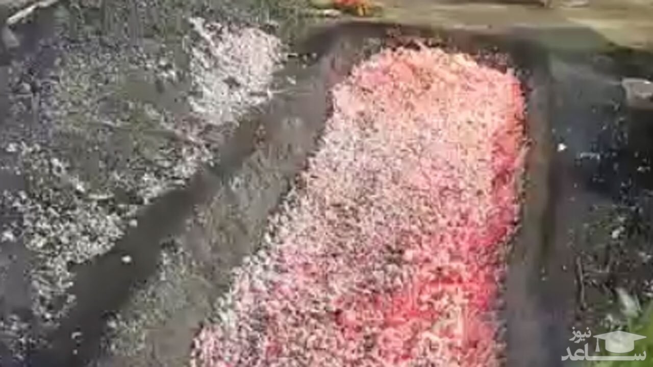 (فیلم) لحظه راه رفتن مردم روی زغال‌های سرخ شده در هند