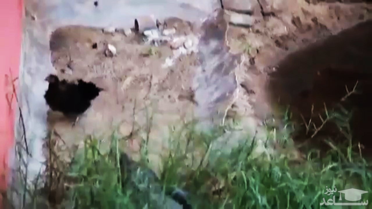 شکار پردردسر مرغ توسط کروکودیل در برابر گریه بازدیدکنندگان باغ وحش
