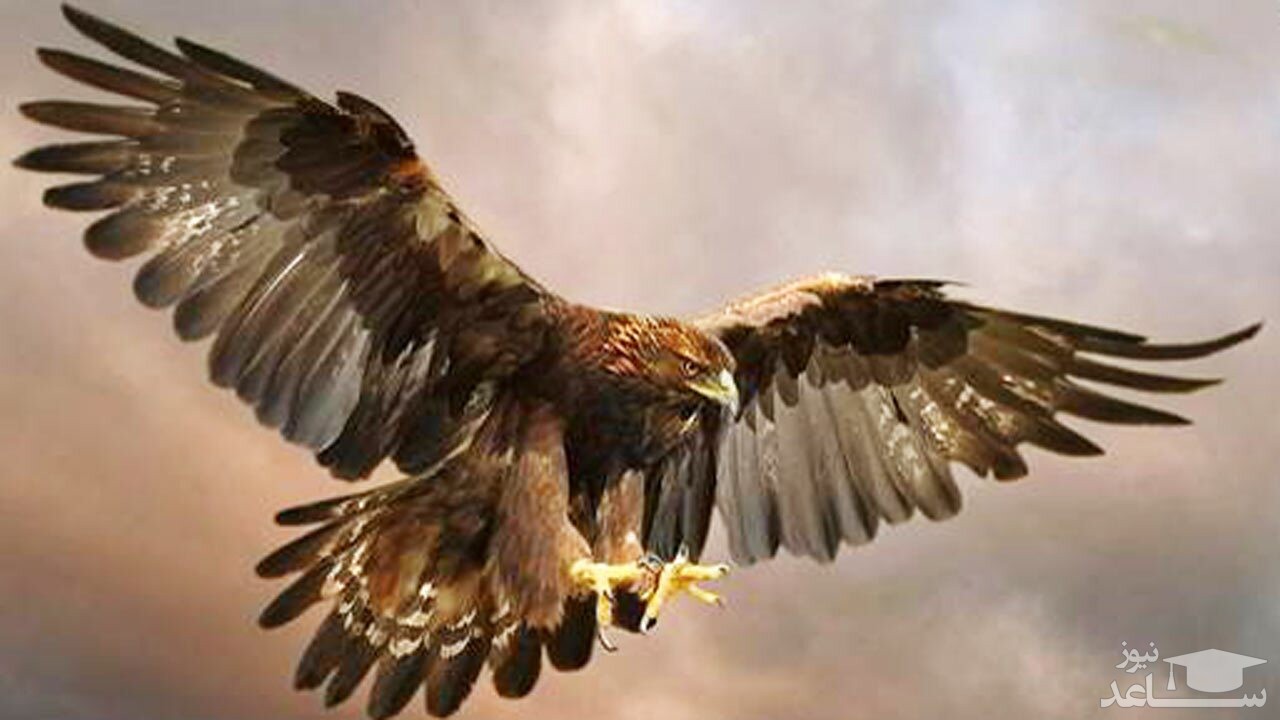 شکار ماهرانه مارماهی توسط عقاب