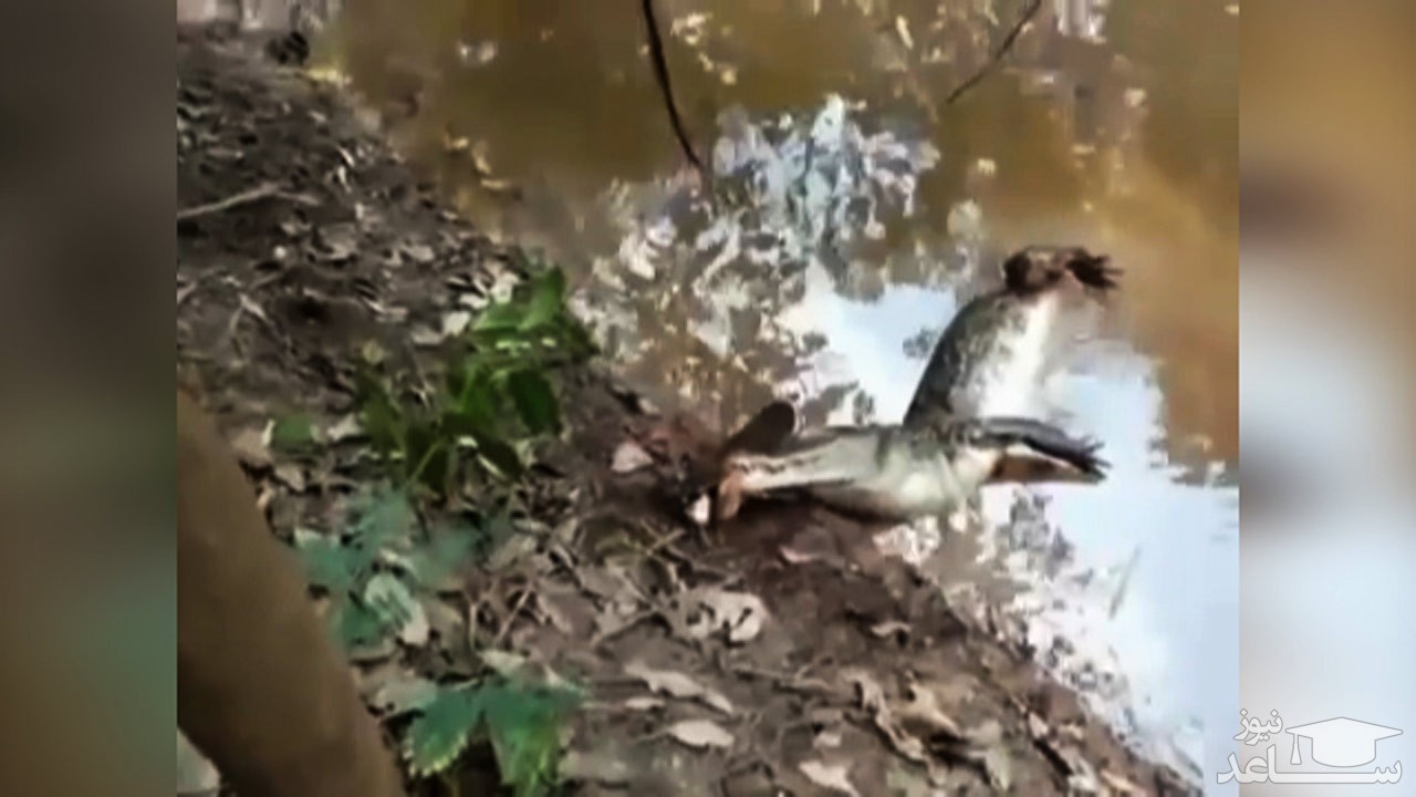 (فیلم) برق گرفتگی تمساح حین شکار مارماهی الکتریکی