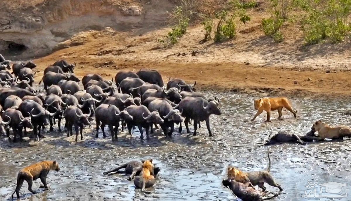 (فیلم) نبرد دراماتیک ۳۰۰ بوفالوی تشنه با سلطان جنگل