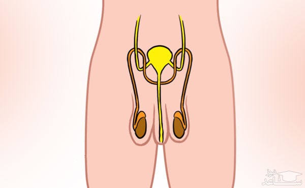 دستگاه تناسلی مردان
