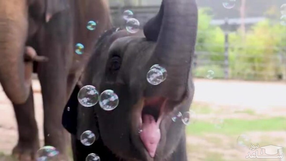(فیلم) حباب‌بازی یک بچه فیل خوشحال