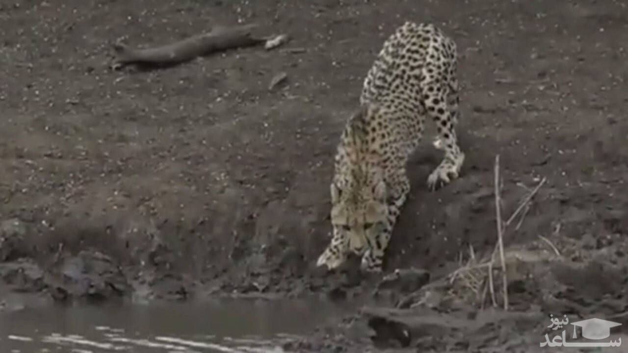 (فیلم) حمله وحشیانه کروکدیل به یوزپلنگ نگون بخت