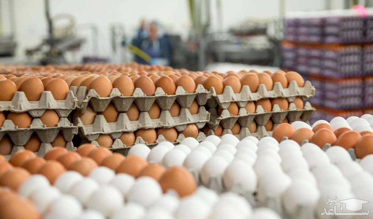 چرا قیمت مرغ و تخم مرغ سر به فلک گذاشت؟