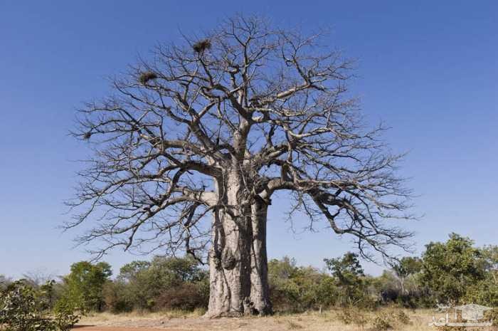 پارک ملی Iona