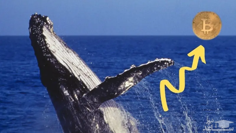 نهنگ های ارز دیجیتال