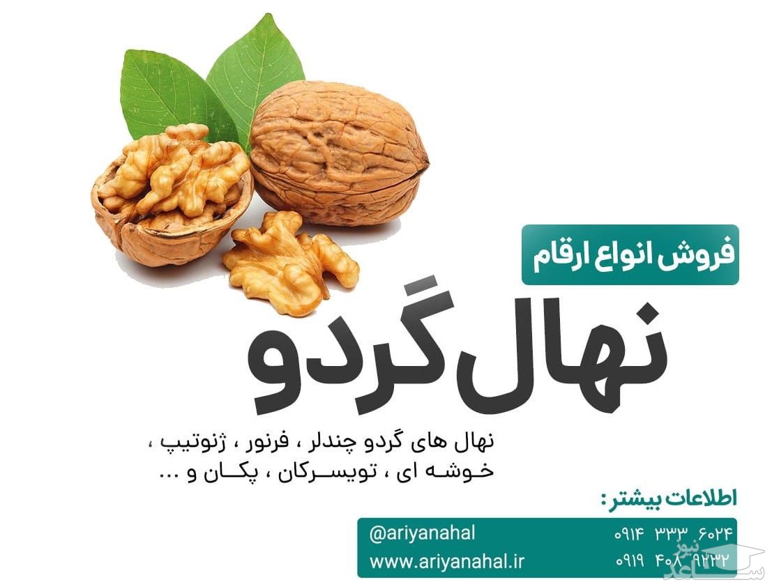 نکات خرید نهال گردو و (لیست قیمت در اسفند 1399)