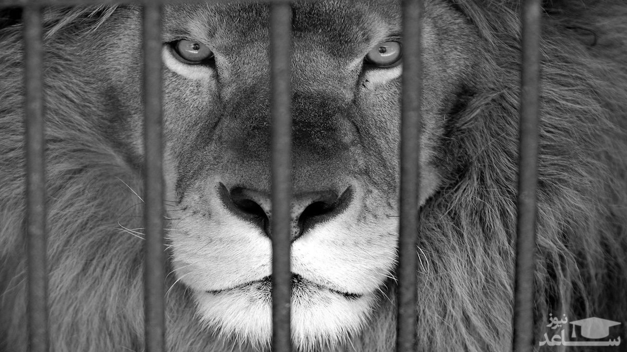 (فیلم) عاقبت بالا رفتن از دیوار محل نگهداری شیرها در باغ وحش