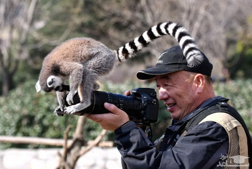علاقه یک میمون به دوربین عکاسی در پارک حیات وحش در شاندونگ چین/ خبرگزاری فرانسه