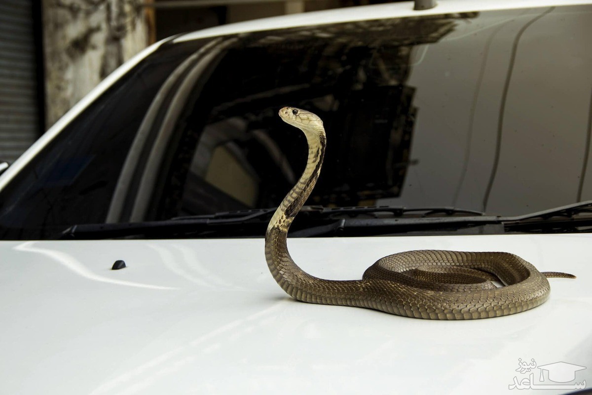 (فیلم) تلاش مار برای ورود به خودروی در حال حرکت!