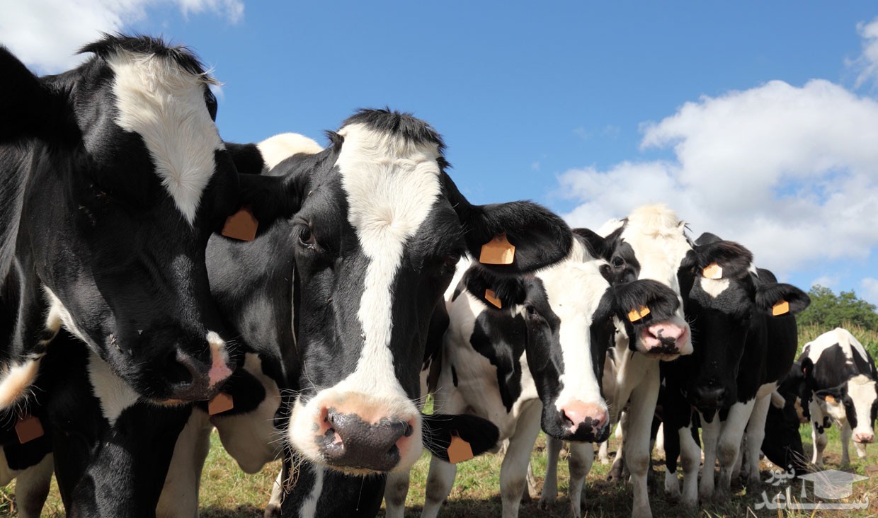 (عکس) گرانترین گاو دنیا قیمت:1.2 میلیون دلار