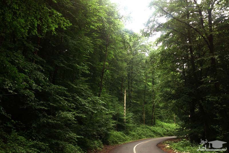 جنگل راش سنگده