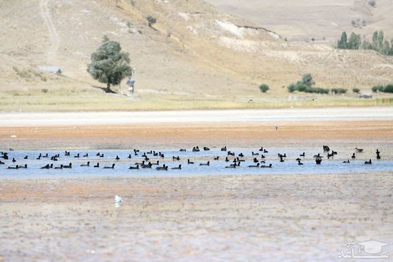 تالاب قوری گل