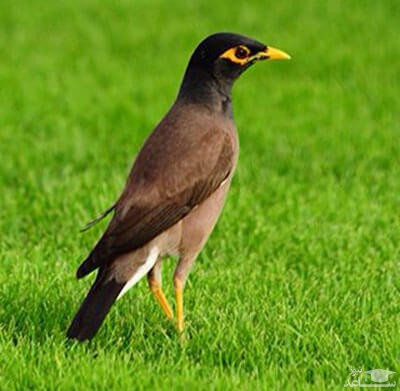 دانلود آهنگ مرغ مینا از افکت صوتی انسان و موجودات زنده