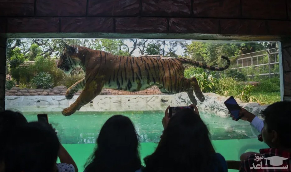 باغ وحش بمبئی هند/ خبرگزاری فرانسه