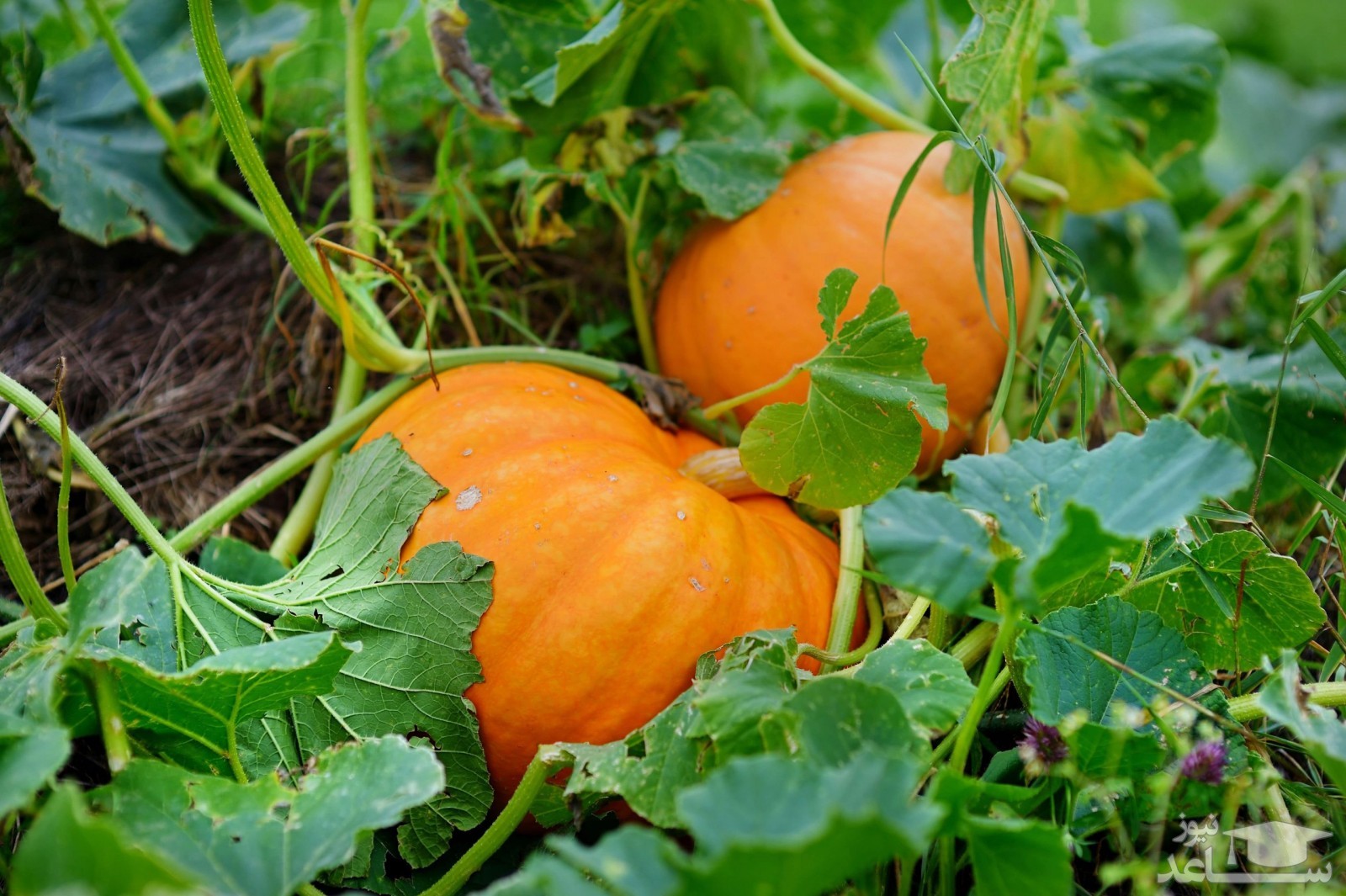 موثرترین روش پرورش و نگهداری از کدو تنبل